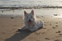 /album/galeria-de-fotos-pet-sitting/dsc-0487-jpg/
